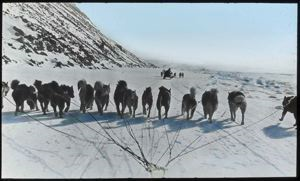 Image of Fourteen dogs in front of sledge